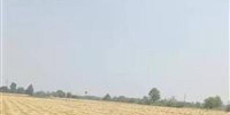 القمح رجع .. القبض على المتهمين بسرقة محصول قمح أحد المزارعين بالشرقية