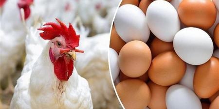 بورصة الدواجن الآن.. أسعار الفراخ البيضاء والبلدي اليوم الثلاثاء