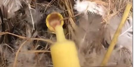 الراحمون يرحمهم الله.. أنقذ عش في منزل الزوجية ويربي طائر صغير (فيديو)