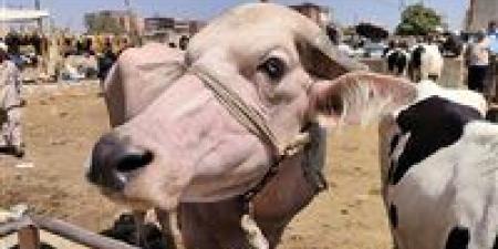 كيف تُقسَّم الأضحية؟.. أمين الفتوى يجيب