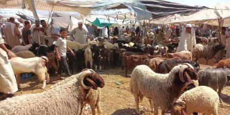 خطوات حجز الأضاحي استعدادًا لعيد الأضحى 2026