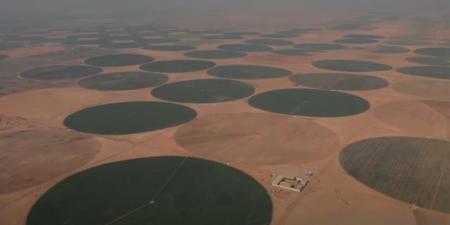 خبير اقتصادي: الدلتا الجديدة مشروع متكامل يعزز الأمن الغذائي ويغير خريطة الزراعة