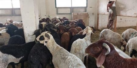 خطة وزارة الزراعة لاستقبال عيد الأضحى: لحوم مخفضة ومجازر مجانية