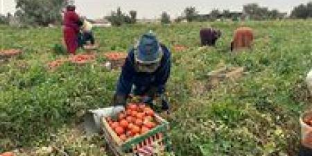 الأغذية العالمي: مصر مؤهلة لتصبح مركزًا إقليميًا للأمن الغذائي بالمنطقة العربية