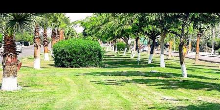 مدينة السادات بالمنوفية تواصل تطوير المسطحات الخضراء وتحسين المظهر الحضاري