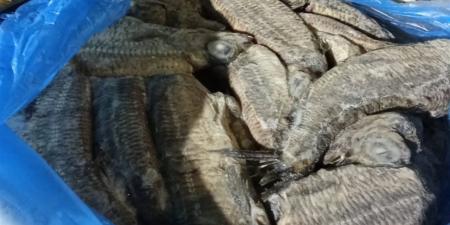 ضبط مصانع فسيخ غير مرخصة بالدقهلية ومنتجات غير صالحة للاستهلاك الآدمي