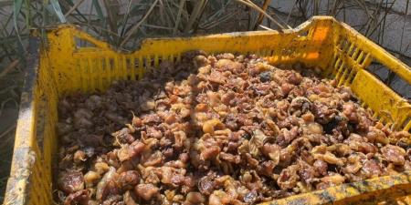 ضبط طن و350 كجم من الدواجن بمجزر غير مرخص بالغربية