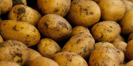 ذكاء اصطناعى يفرز البطاطس بدقة 95%.. ويكتشف 7 أنواع من العيوب