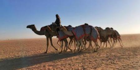 ميدان الهجن بنجران السعودية يعلن نتائج سباق سن "اللقايا"