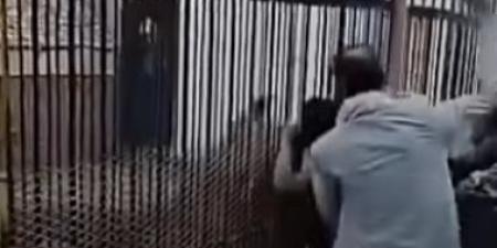 شاهد أسد يلتهم يد طفل يمنى في حديقة بصنعاء.. والطفل يصرخ: أين يدى