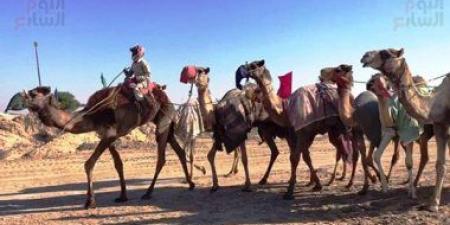 مركز "وقاء" بالقصيم يشارك في النسخة التاسعة من مزاد الإبل السنوي