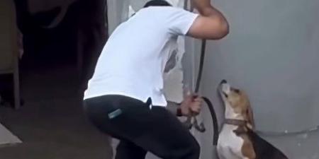 مشهد يثير الغضب، شاب يعذب كلبا في الإسكندرية ومطالبات بتحديد هويته (صور)
