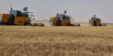البيض: إنتاج أزيد من 126 ألف قنطار من الحبوب