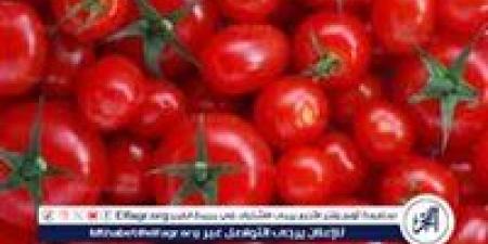 حقيقة إصابة 70% من محصول الطماطم بسوسة الطماطم.. مجلس الوزراء يحسم الجدل