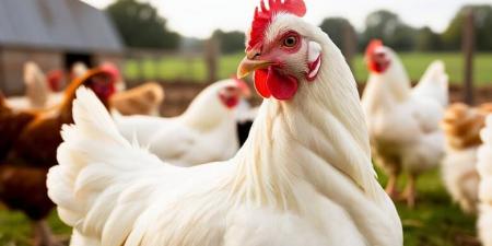 يصل إلى 4 جنيهات، ارتفاع سعر الفراخ اليوم الخميس 1 أكتوبر 2026