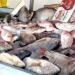 أسعار الأسماك الطازجة بأسواق الوادي الجديد اليوم السبت 29 نوفمبر