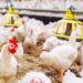 بــ60 جنيه الكيلو.. تراجع أسعار الفراخ البيضاء والبلدي