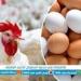 أسعار البيض اليوم الخميس في محافظة الغربية