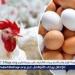 أسعار البيض اليوم الأحد 28-12-2025 في محافظة الغربية
