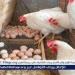 أسعار الفراخ والبيض اليوم الخميس 1-1-2026 في الأقصر