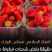 حقيقة رفض شحنات فراولة مصرية مصدرة للخارج بدعوى احتوائها على مواد مسرطنة