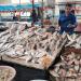 البلطي بين 85 و100 جنيه.. هدوء نسبي يسيطر على سوق الأسماك