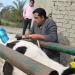 خلال شهر إبريل.. تلقيح 3590 رأس ماشية اصطناعيا في كفر الشيخ