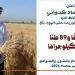 استمرار توريد القمح بجميع الشون والصوامع في المحافظة