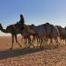 ميدان الهجن بنجران السعودية يعلن نتائج سباق سن "اللقايا"
