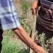 مركز الملك سلمان للإغاثة يدشن مشروع زراعة 3 آلاف شتلة في تنزانيا