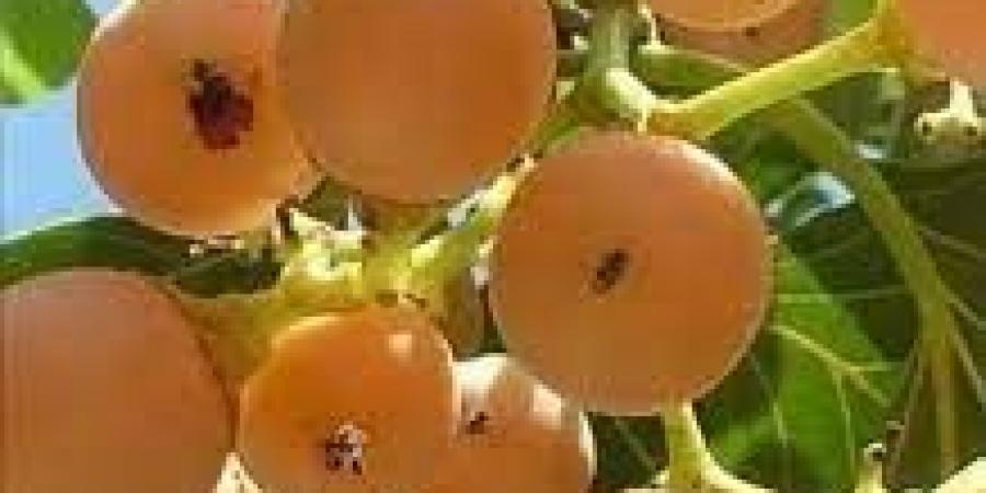 “البمبر” فاكهة صحية غنية بالعناصر الغذائية.. فوائد هائلة لشجرة الكرم “البمبر” تعرف عليها
