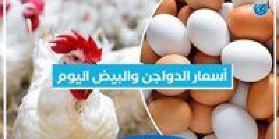 أسعار الدواجن والبيض اليوم الأربعاء25-9-2024 في المنيا