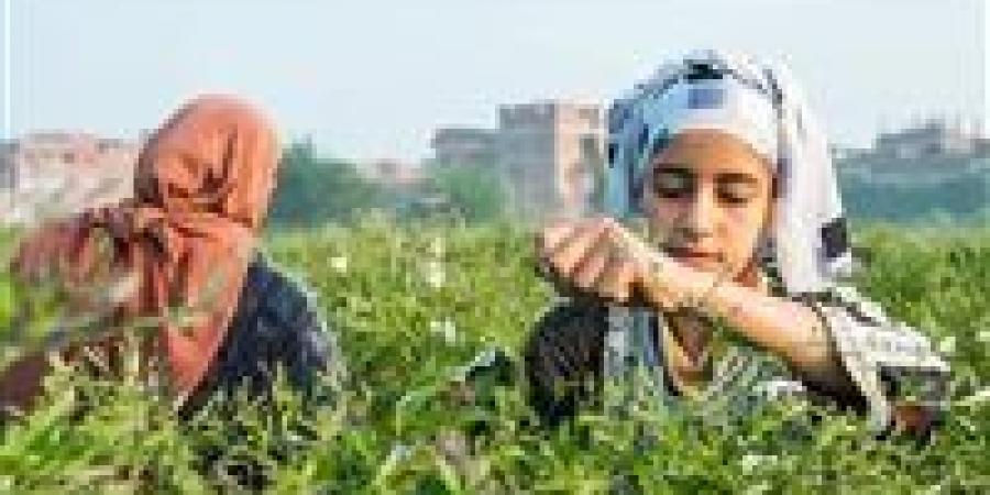 شبرا بلولة.. القرية المصرية التي تُعطّر العالم بالياسمين