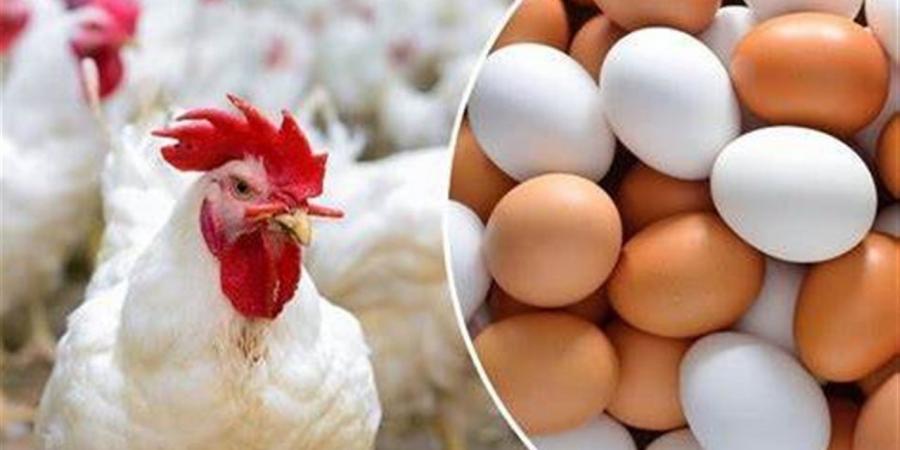 سعر كيلو الفراخ البيضاء والبلدي اليوم الأربعاء 12 نوفمبر 2025 في الأسواق