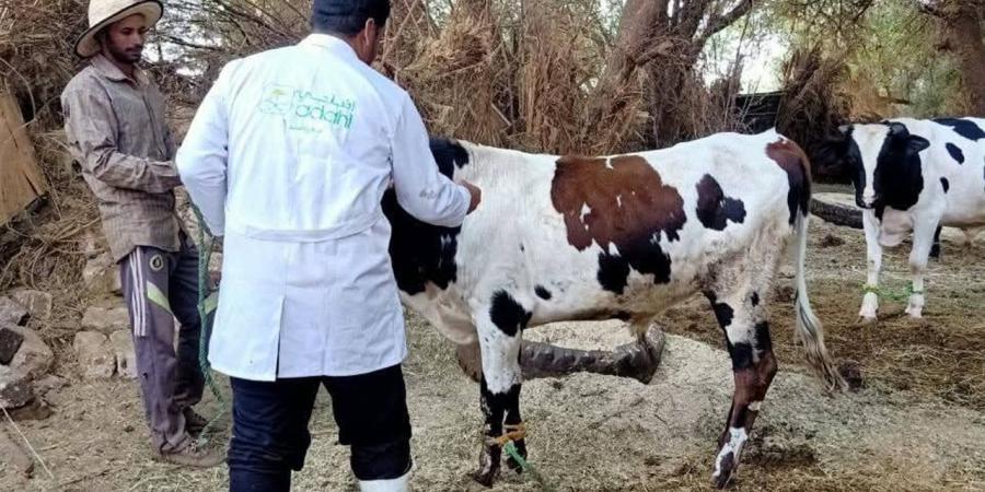 تحصين 13 ألف رأس ماشية ضد الحمي القلاعية والوادي المتصدع بالوادي الجديد