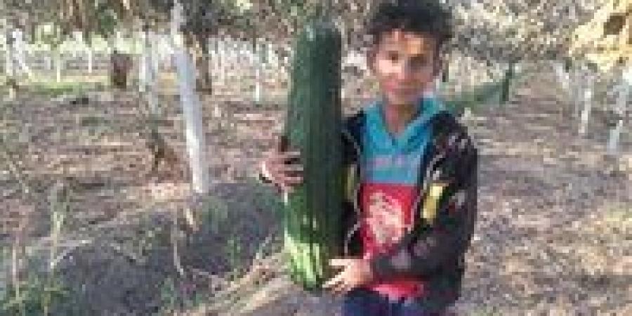 من حقول الشرقية للخارج .. «أحمد» أحد مزارعي اللوف : الفدان ينتج 6 آلاف كوز