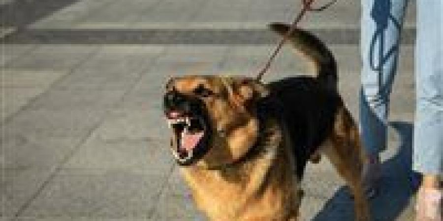 عقوبات حاسمة لكل من يستخدم الحيوانات سلاحا ضد الإنسان