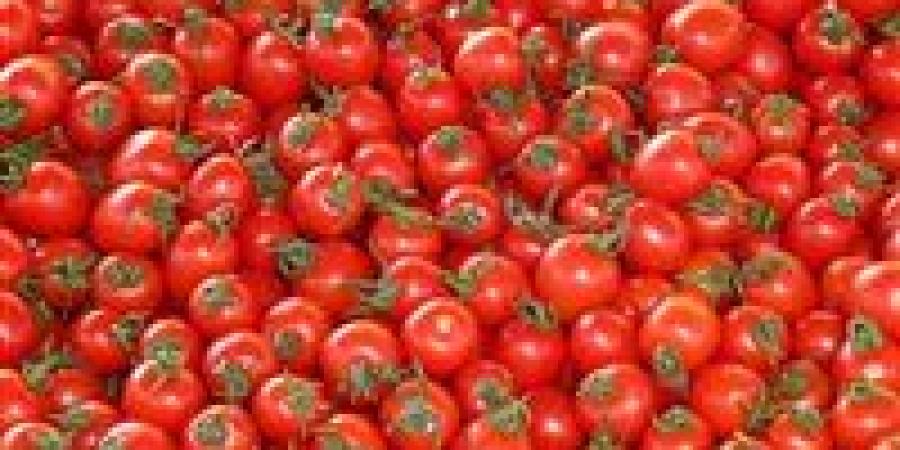 نقيب الفلاحين يكشف سبب وصول سعر الطماطم لـ15 جنيها