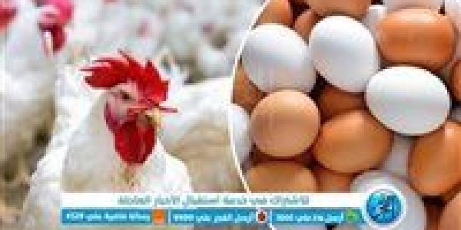 أسعار البيض اليوم الخميس في محافظة الغربية