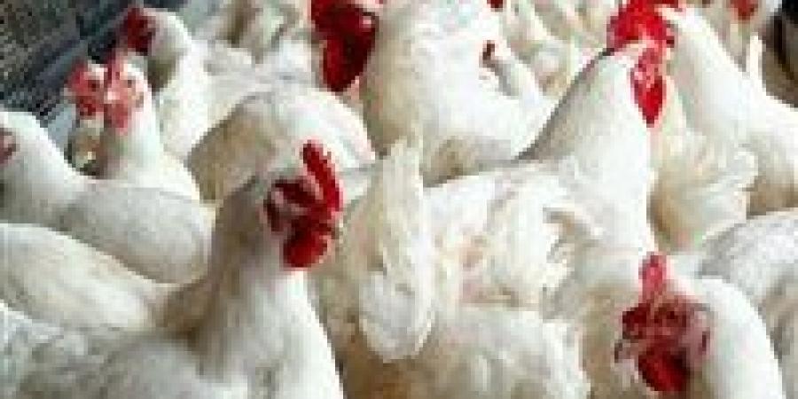 اتحاد منتجي الدواجن يطالب بفرض رسوم جمركية على الدواجن المستوردة لهذه الأسباب
