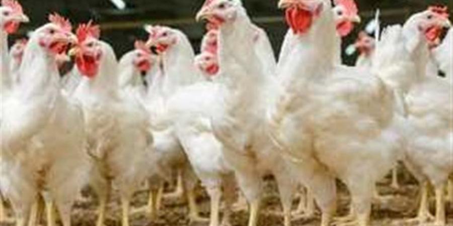أسعار الفراخ البيضاء والساسو والبلدي اليوم الخميس في بورصة الدواجن