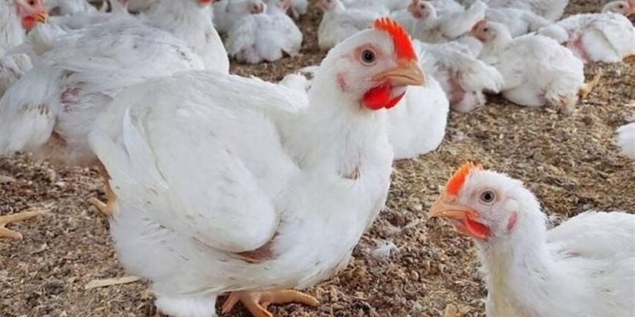 تحديث أسعار الدواجن اليوم الخميس 29 يناير 2026 (الفراخ والكتاكيت)