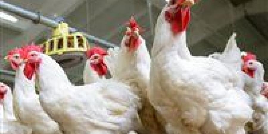 تراجع طفيف بأسعار الفراخ البيضاء.. أحدث أسعار الدواجن والبيض اليوم الأحد