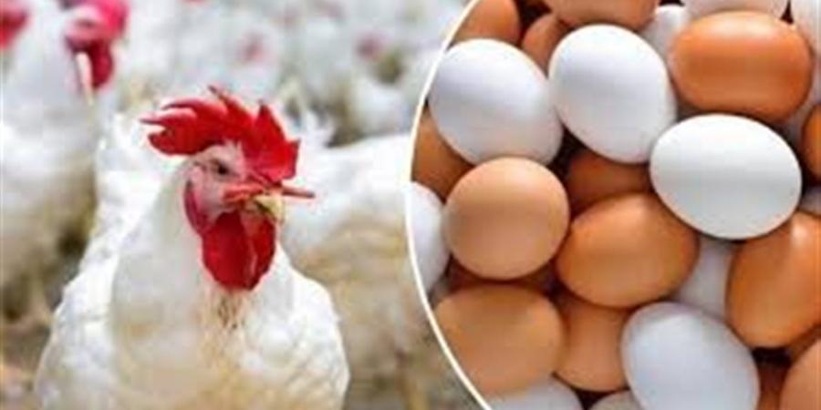 وفقا لبورصة الدواجن.. أسعار الفراخ البيضاء والساسو والبلدي اليوم الأربعاء