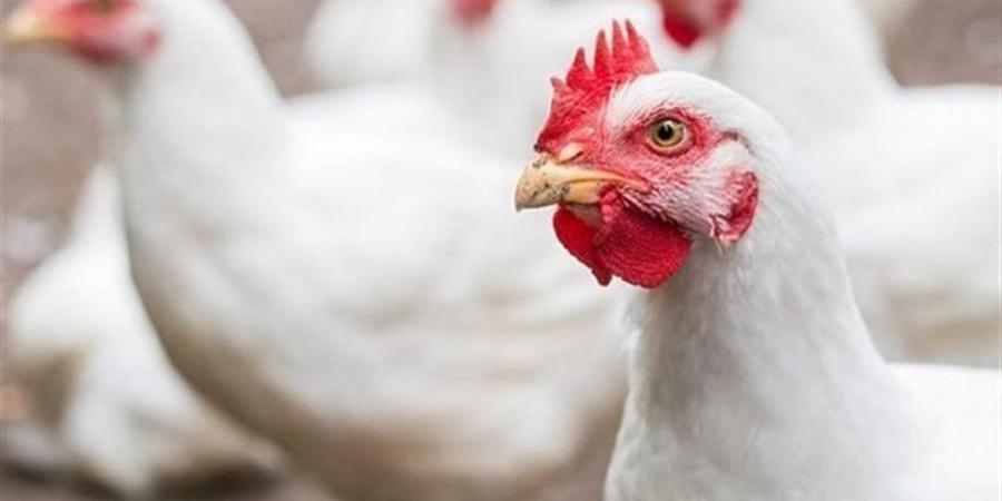 أسعار الفراخ اليوم الخميس 2 أبريل 2026 في بورصة الدواجن