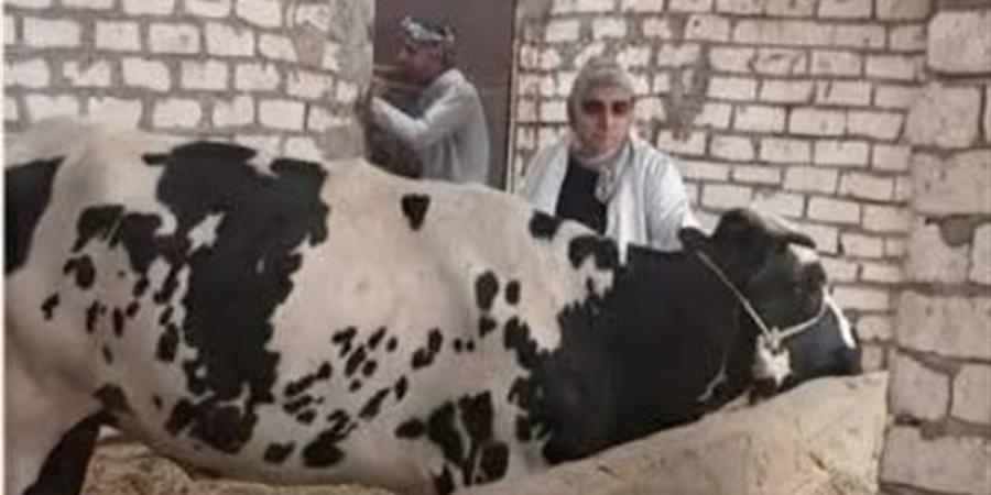 تحصين 20 ألف رأس ماشية ضد الحمى القلاعية بالوادي الجديد