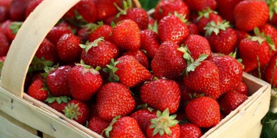 كيلو الفراولة بـ 3 جنيه.. مزارع يشكوا من انهيار الأسعار (فيديو)