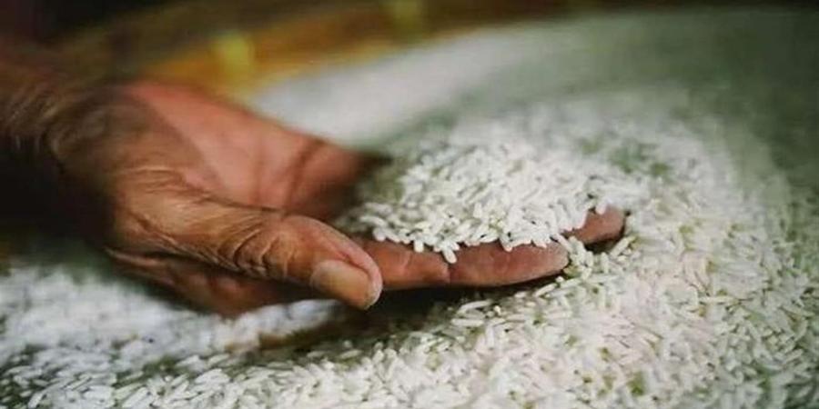 سعر طن الأرز الشعير اليوم السبت في السوق المصري (عريض ورفيع الحبة)