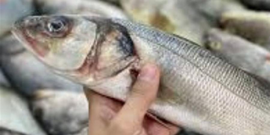 أسعار الأسماك بأسواق الوادي الجديد اليوم السبت 4 أبريل