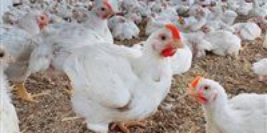 فرصة للمواطنين.. سعر الفراخ اليوم الأحد في مصر يسجل أرقام مناسبة قبل موجة ارتفاع محتملة